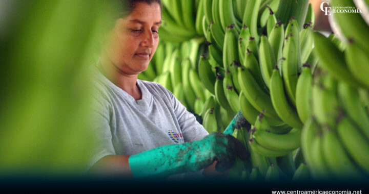 Mujer seleccionando bananos en Panamá